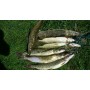 Воблер Bearking Копия Realis Jerkbait 100SP K Ghost Gill